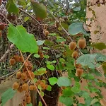 בית נופש La Casa Delle Ciliegie