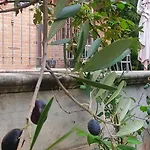 בית נופש La Casa Delle Ciliegie