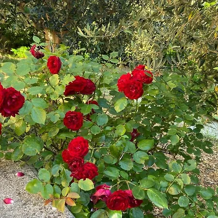 別荘 La Casa Delle Ciliegie