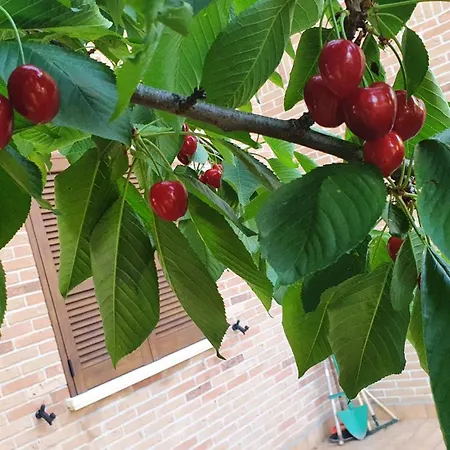 Holiday home La Casa Delle Ciliegie Assisi