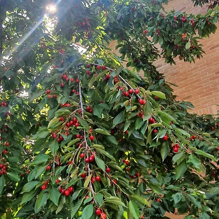 別荘 La Casa Delle Ciliegie *