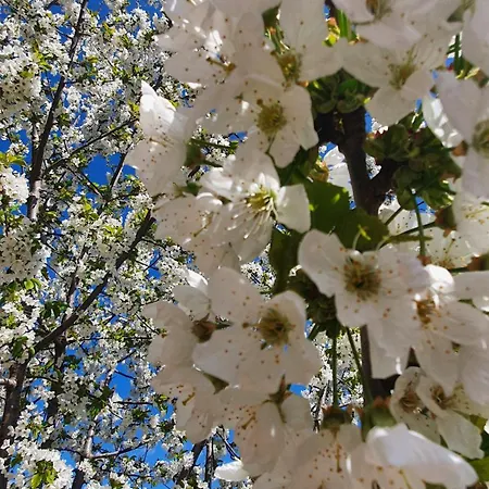 La Casa Delle Ciliegie 別荘 *