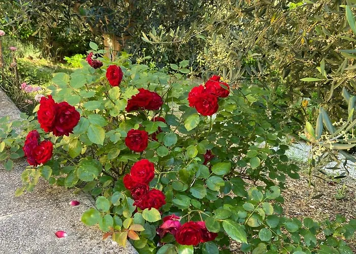 Vakantiehuis La Casa Delle Ciliegie