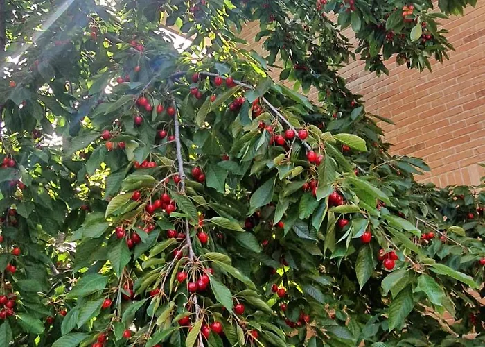 Vakantiehuis La Casa Delle Ciliegie *