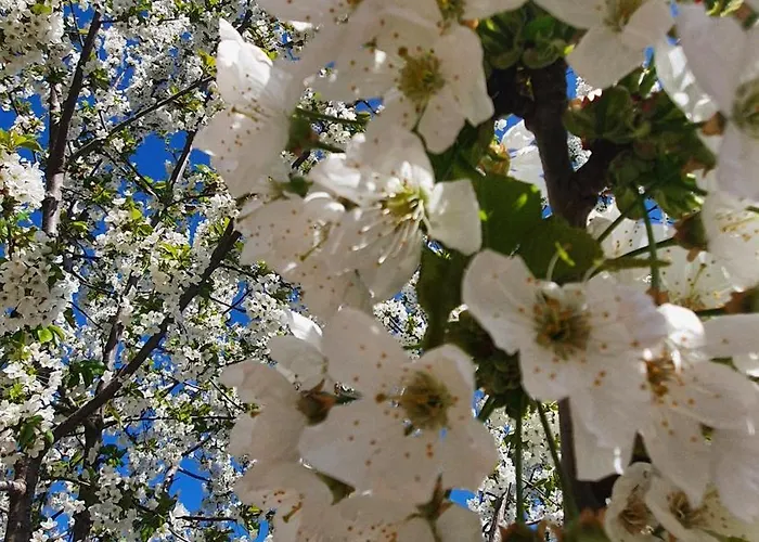 La Casa Delle Ciliegie Prázdninový dům *