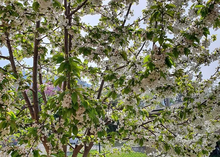 Holiday home La Casa Delle Ciliegie Assisi